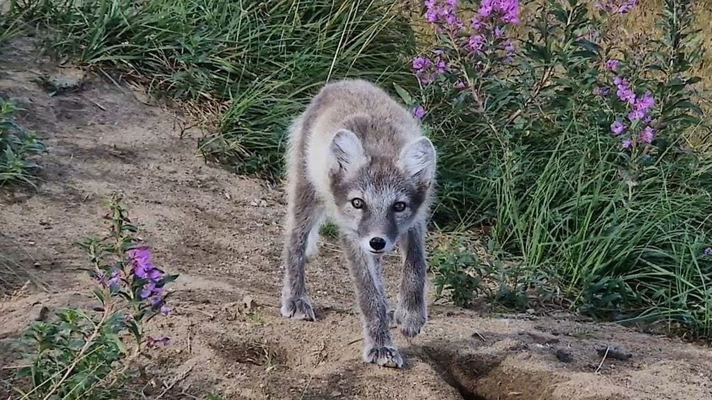 Naali kuvattuna pesällään kesällä 2024.