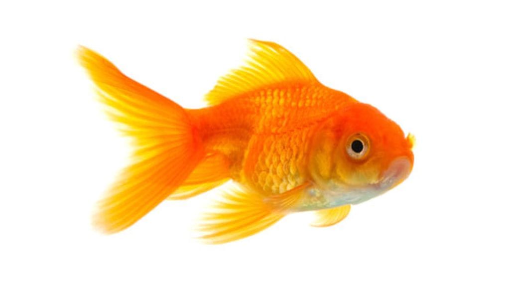 Kuka kuljettaisi kultakalan käsimatkatavaroissa?