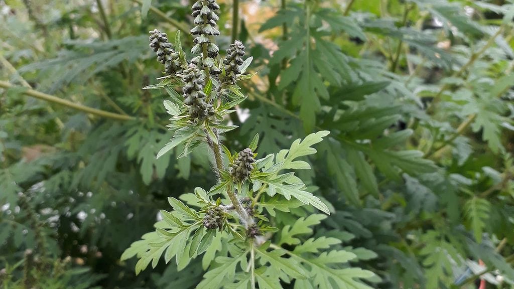 Tuoksukki on nopeasti leviävä vieraslaji.