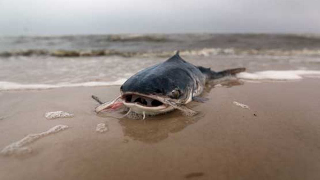 Hondurasissa ei sada kissoja ja koiria, vaan... kaloja!