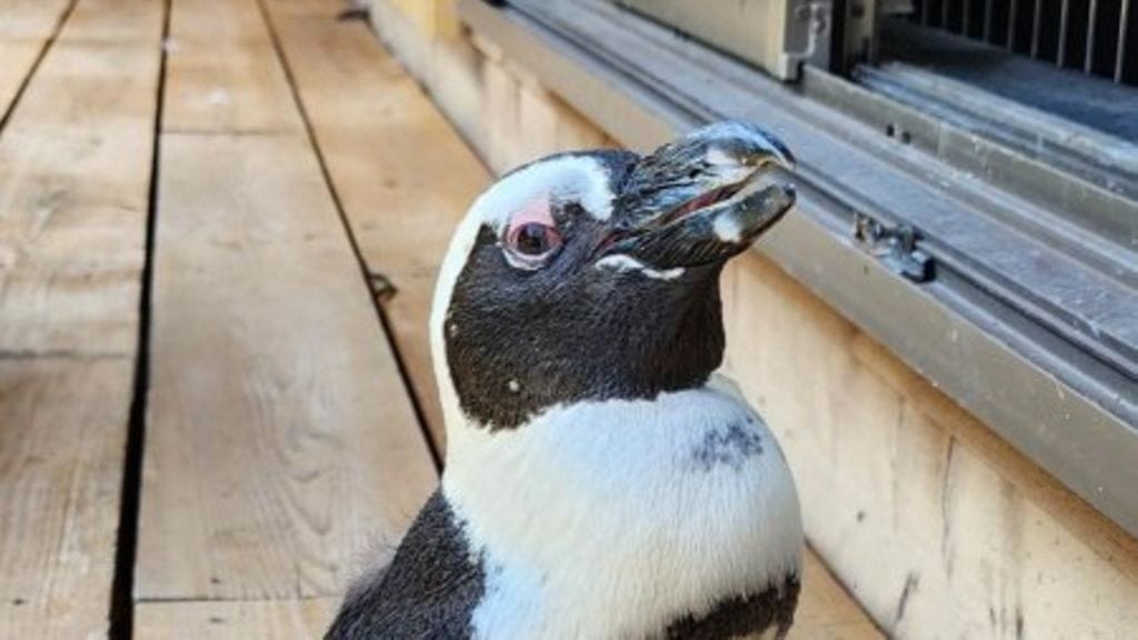 Hoitajaltaan mereen karannut pingviini on päätynyt uutisotsikoihin Japanissa löydyttyään yllättäen kahden viikon harharetken jälkeen.