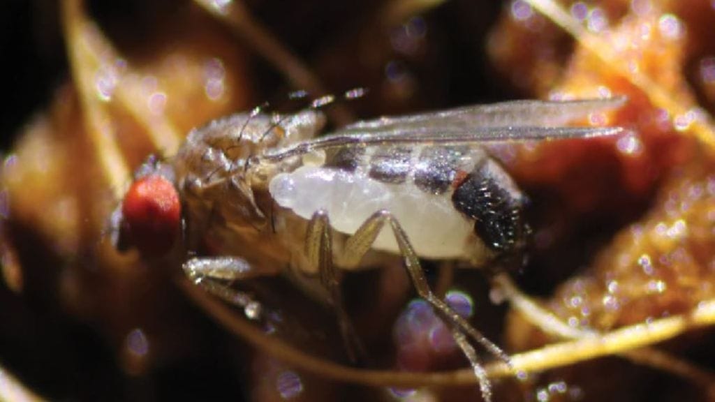 Syntretus perlmani -ampiainen munii elävien hedelmäkärpästen sisään.