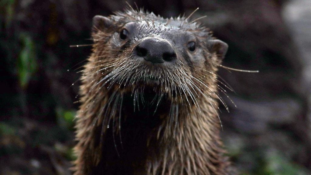 Yhdysvalloissa koettiin tällä viikolla erikoinen tilanne, kun saukko raahasi lapsen pois laiturilta ja upotti veden alle venesatamassa Washingtonissa. Kuvan amerikansaukko eli kanadansaukko ei liity uutiseen.