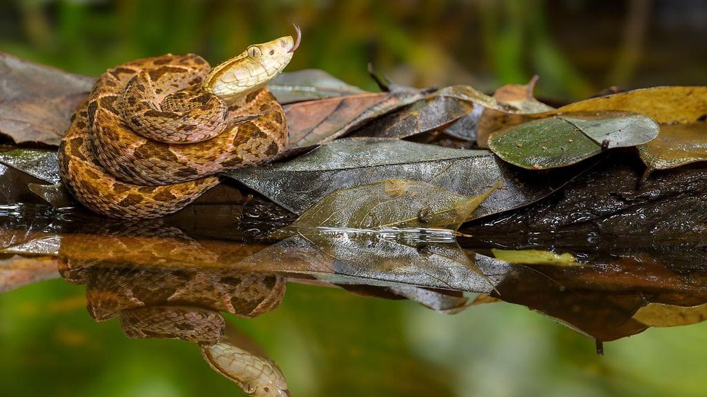 Keskiamerikankeihäskäärmettä kutsutaan myös paikallisten keskuudessa usein X-käärmeeksi sen selän kuvioinnin takia.