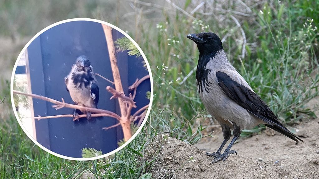 Mäkkärivariksen voi tunnistaa huonosta lentokyvystä ja värivirheistä höyhenpeitteessä.
