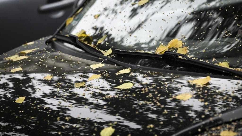 Kuvituskuvaa syksyn lehdistä.