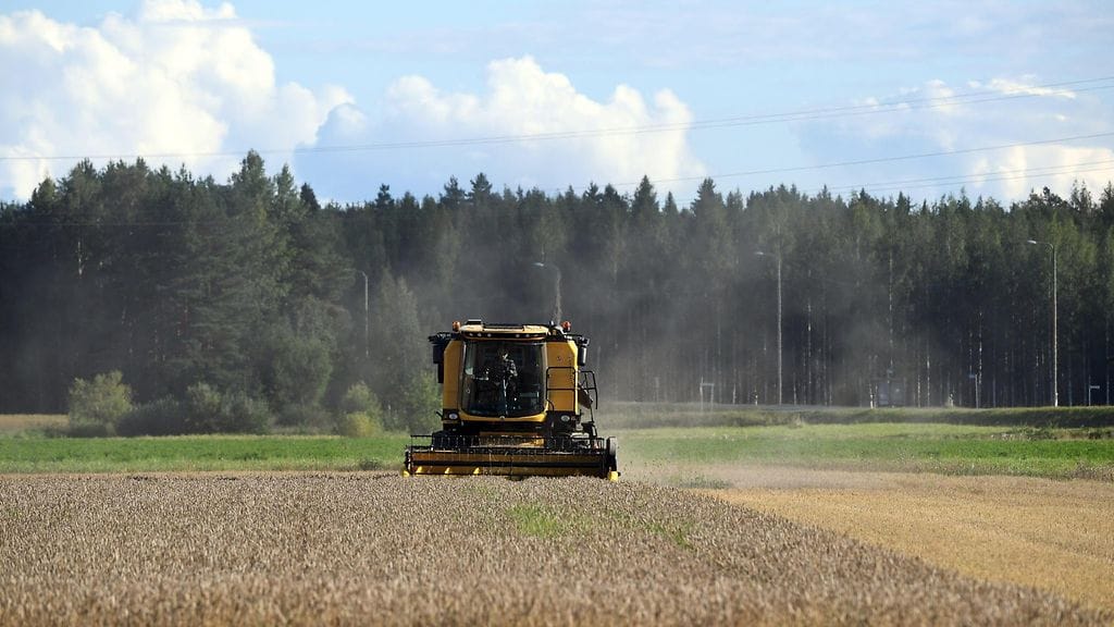 Leikkuupuimuri vehnäpellolla Asikkalassa 28. elokuuta 2020. Kuvituskuva.