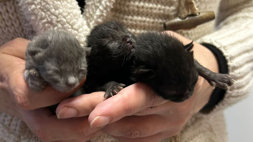 Kissanpoikaset eläinsuojeluyhdistyksen vapaaehtoistyöntekijän sylissä. Vasemmassa reunassa Sisu, keskellä Volvo ja reunassa Scania.