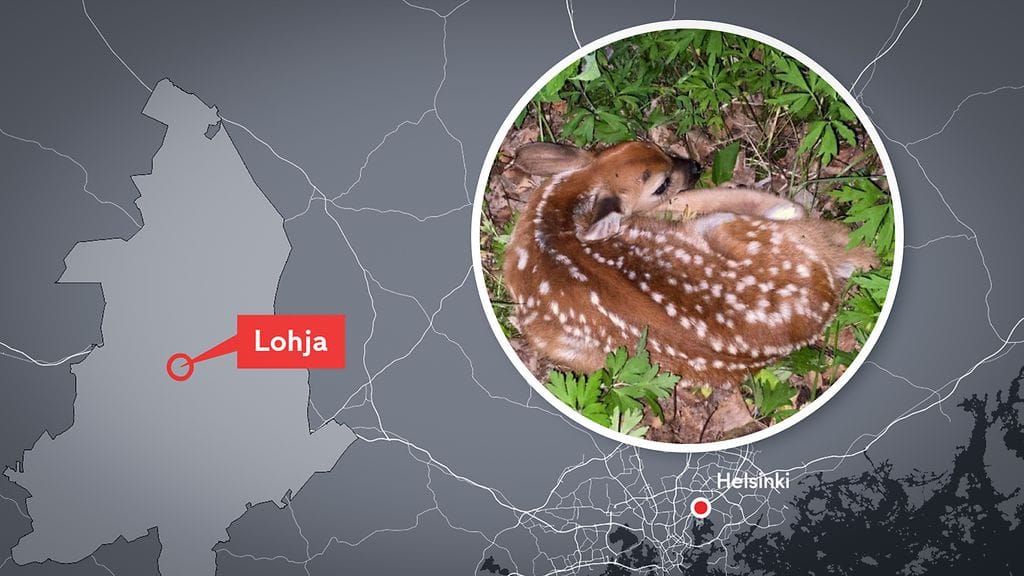 Oikeudelle esiteltiin myös kuvaa löydetystä peuranvasasta. Kuvalle merkitty kohta ei vastaa peuran löytöpaikkaa.