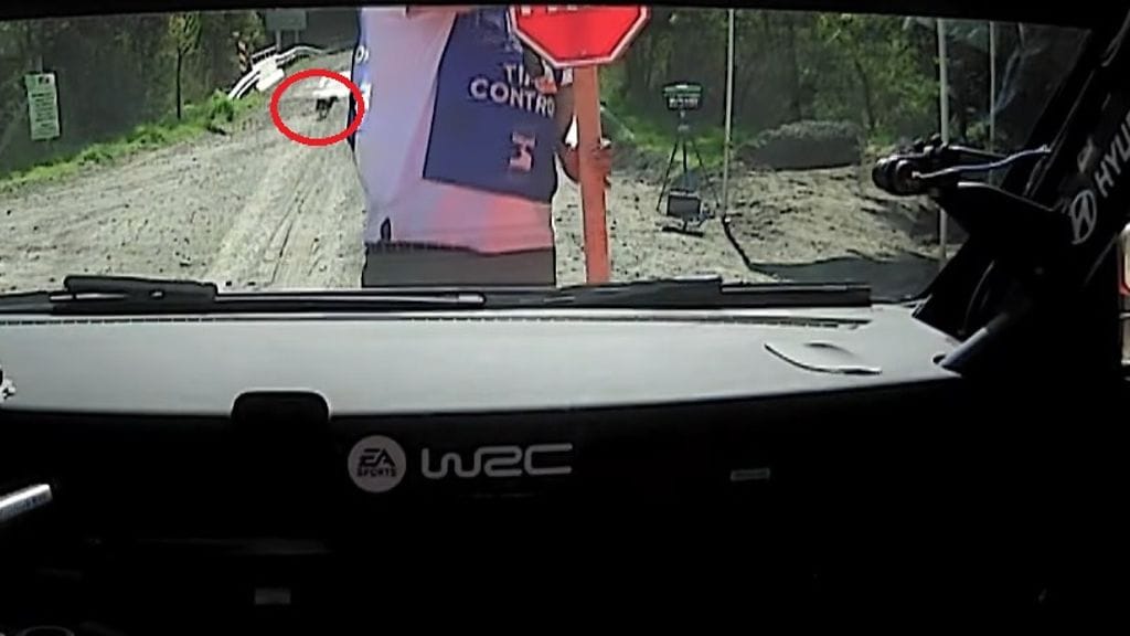 Koirako siellä viiletti? Reitillä liikehti eläin, kun Thierry Neuville oli lähdössä pätkälle