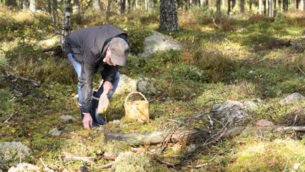 Luonnosta löytää vielä suppilovahveroita ja karpaloita. Kuvituskuva.