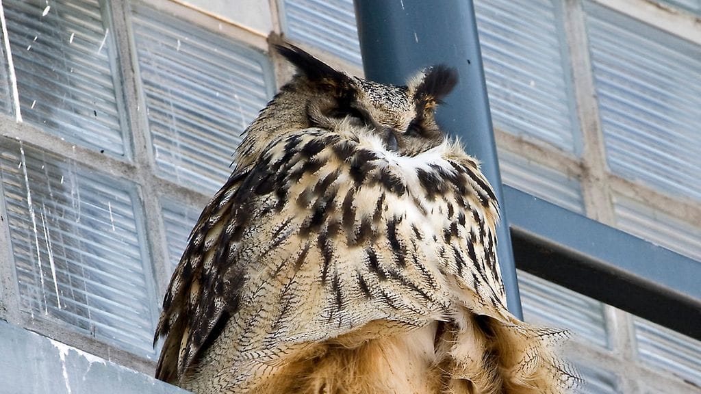 Kesäkuussa 2007 Olympiastadionilla liidelleestä Bubi-huuhkajasta tuli Suomen maajoukkueen voimaeläin.