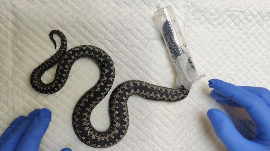 Kyy näytti saaneen jostain nirhauman tai pienen pintahaavan.