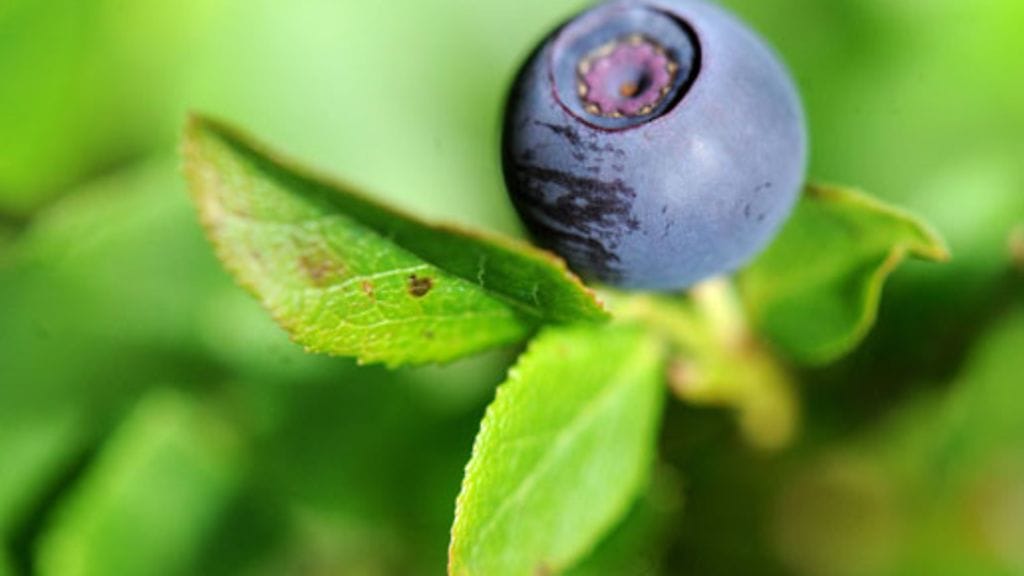 Lehtikuva/Vesa Moilanen