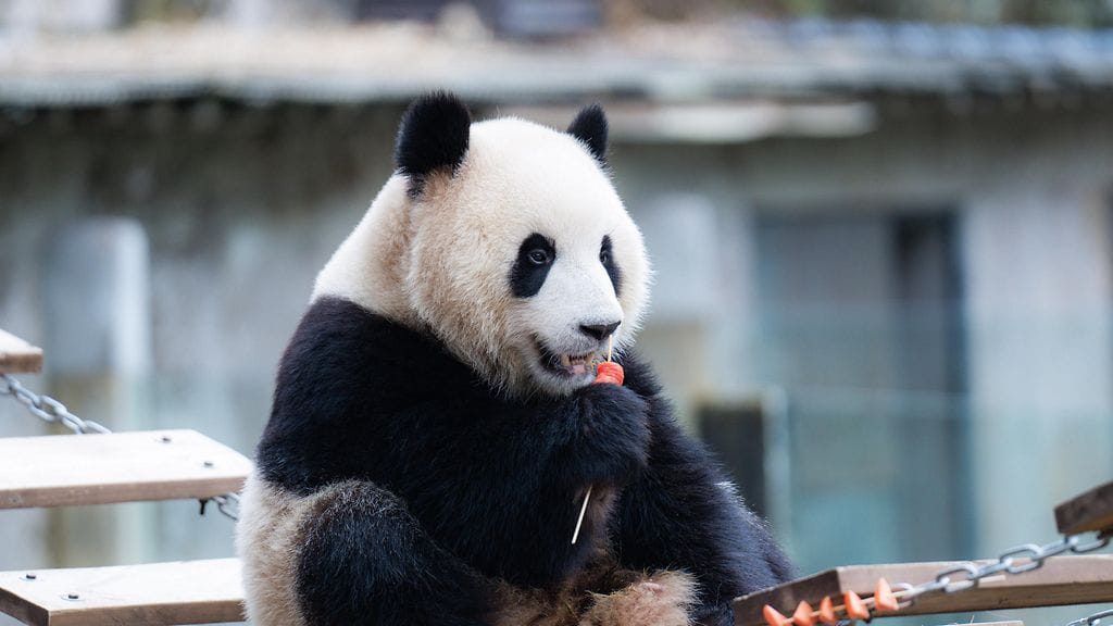 Kuvituskuva. Washingtonin eläintarhassa on ollut pandoja vuodesta 1972 lähtien