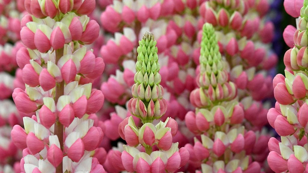 Lupiini-nimen alta löytyy kaikkiaan yli 450 lajia. Kuvituskuvassa on "Rachel de Thame" -niminen lupiinilaji, joka ikuistettiin kukkanäyttelyssä Britanniassa Chelseassa keväällä 2018.