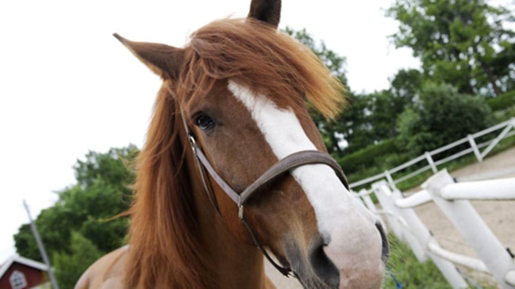 Lehtikuva/Roni Rekomaa