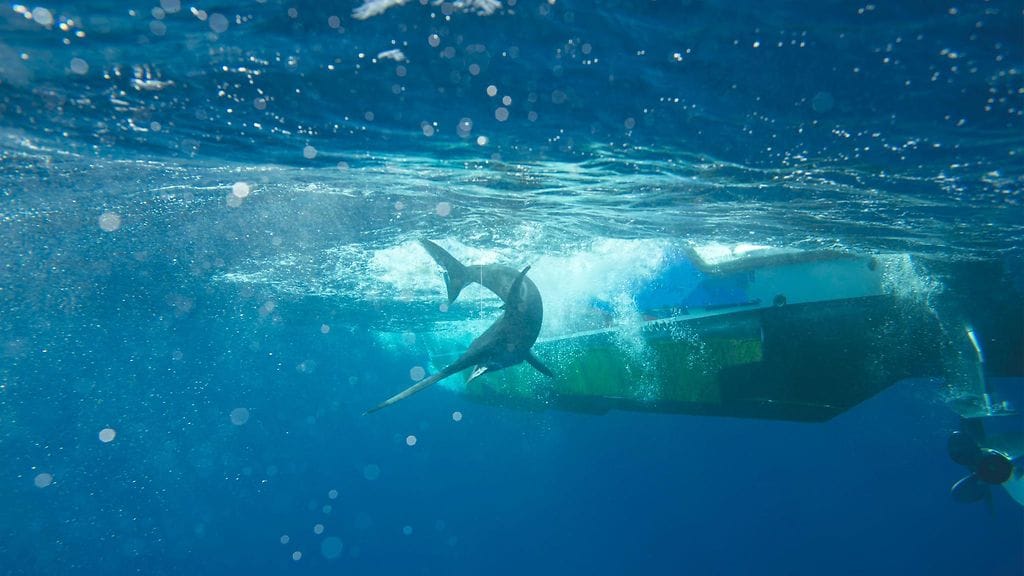 Arkistokuva miekkakalan kalastamisesta.