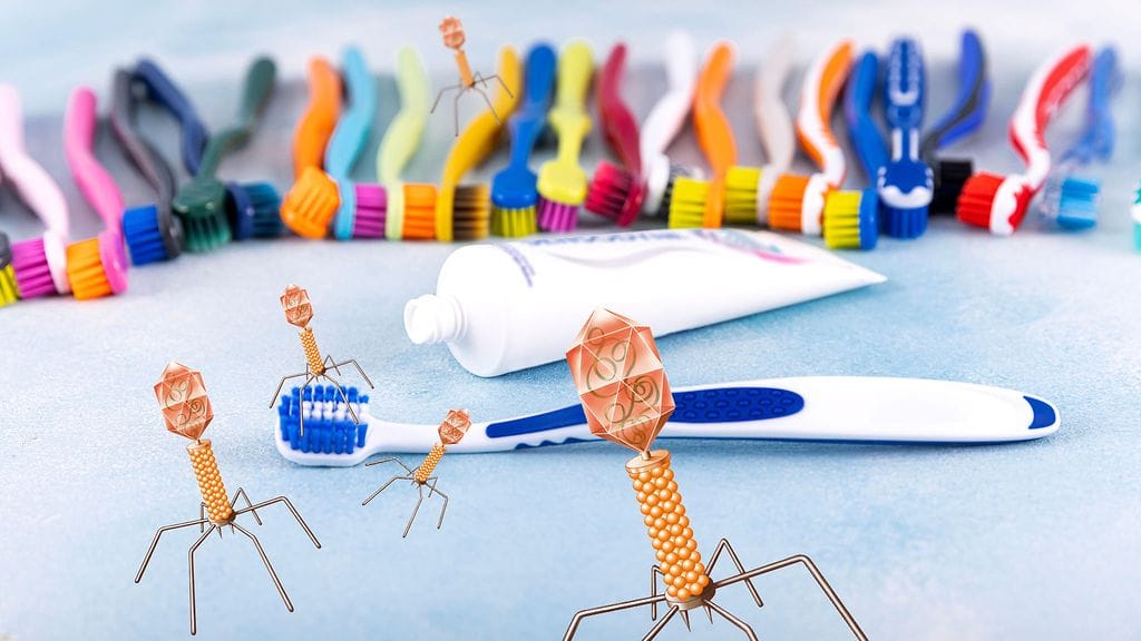 Tutkimuksessa hammasharjoista ja suihkuista löytyi bakteriofageja.