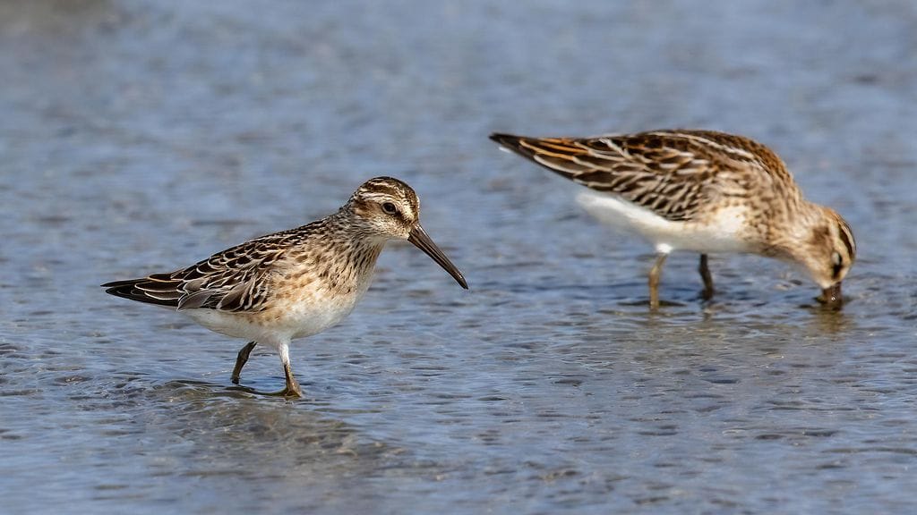 Jänkäsirriäinen on nyt maailmanlaajuisesti vaarantunut laji. Kuva: Markku Huhta-Koivisto