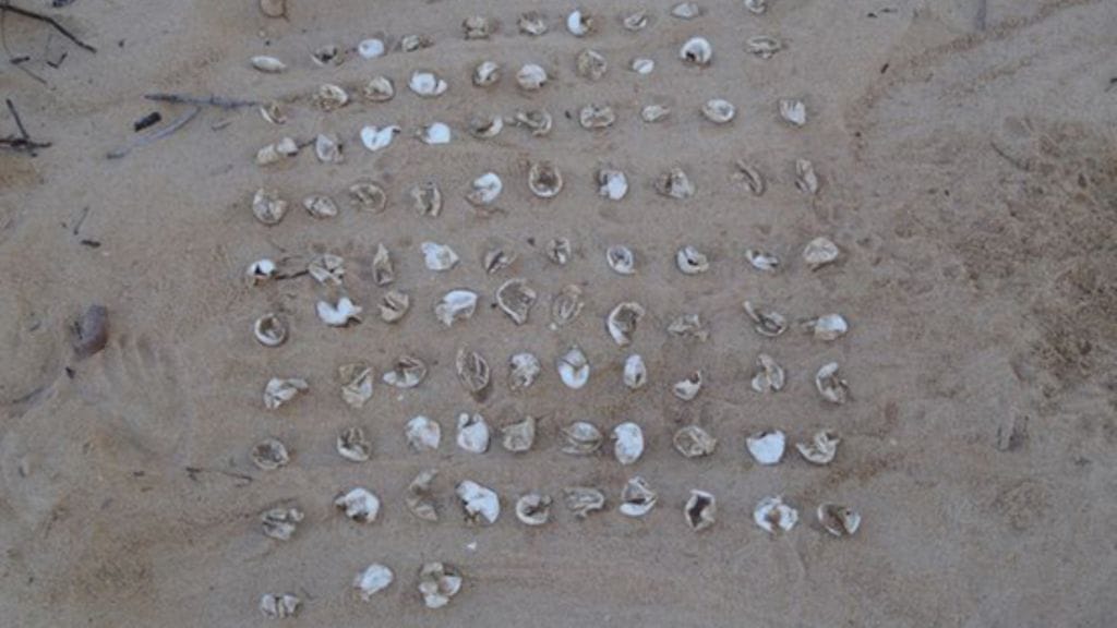 Kilpikonnan pesästä löydettiin 93 munankuorta.