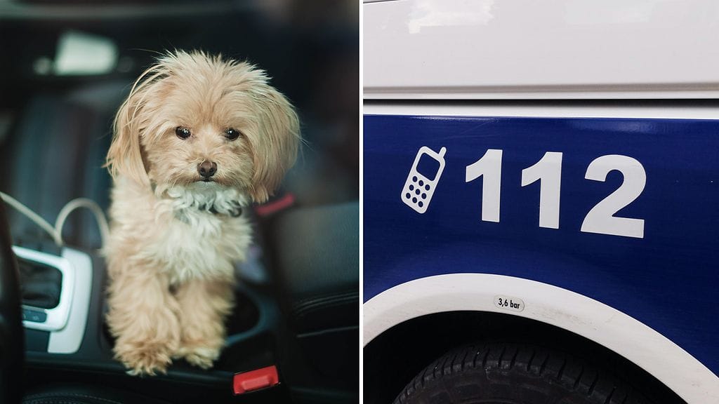 Poliisi joutui puuttumaan vaaralliseen koiran kuljetukseen. Kuvituskuva.