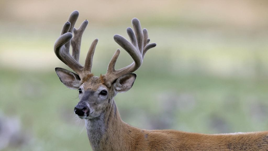 Peurojen liikehdintää lisäävät käynnissä oleva metsästyskausi, ravinnon etsintä ja kiima-aika.