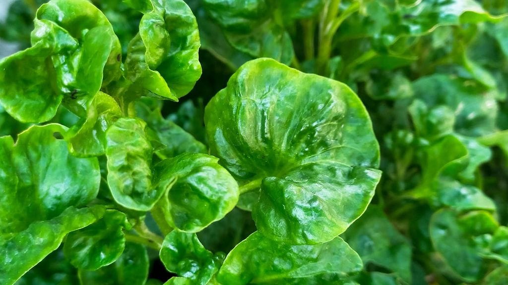 Vesikrassi on oikea terveyspommi.