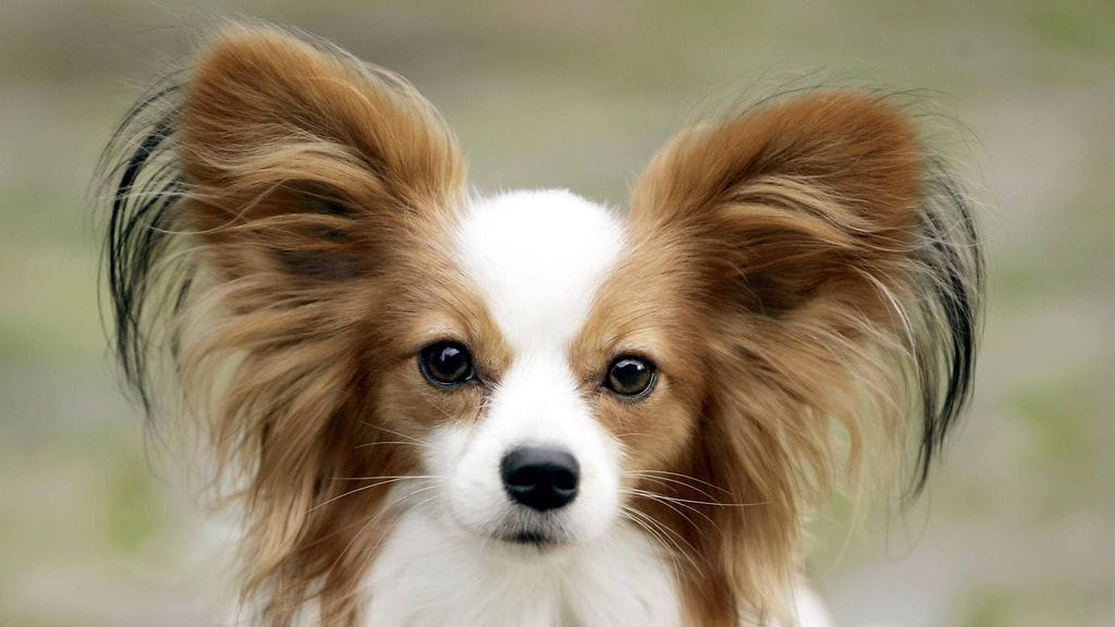 Perhoskoirilla viitataan koirarotuihin papillon ja phalène. Nimi on peräisin koirarodun perhosmaisista korvista. Arkistokuva.