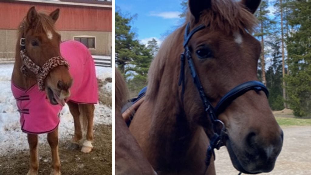 Joutsassa varastetulla Esko-nimisellä suomenhevosella on vasemmassa takajalassa valkoinen vuohissukka ja päässä tähti ja kuonopilkku.