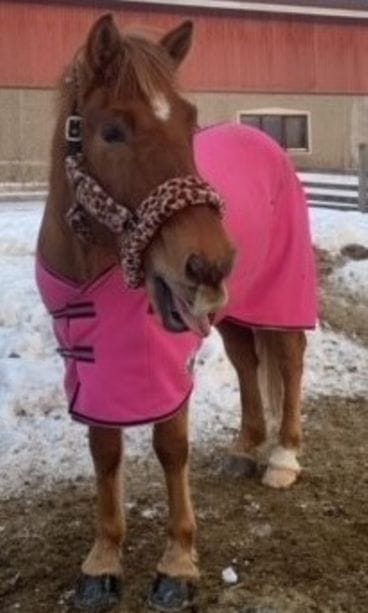 Esko-hevonen on anastettu Joutsassa Keski-Suomessa lokakuussa. Poliisi pyytää havaintoja ryöstöstä.