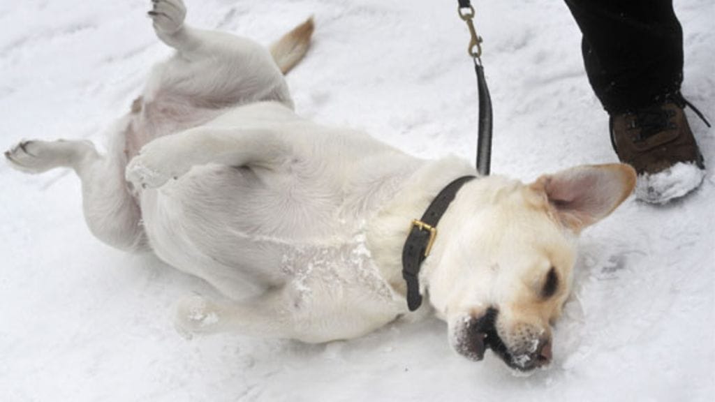 Labradorinnoutajia jalostetaan niin, että ne kasvaisivat mahdollisimman nopeasti mahdollisimman vankoiksi.