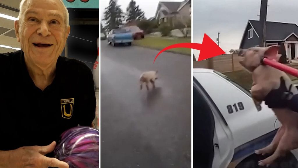 Suomen vanhin keilaaja ja poliisia pakeneva sika tuovat hymyn huulille.