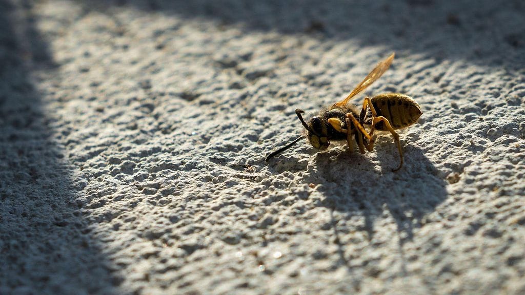 AOP Ampiainen talvella. Talviampiainen.