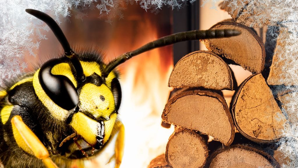 Klapipino on optimaalinen paikka ampiaisen talvehtia, koska se on maan pinnan yläpuolella ja siitä löytyy rakosia, jonne linnut eivät pääse seuraamaan sitä ravintoa etsiessään.
