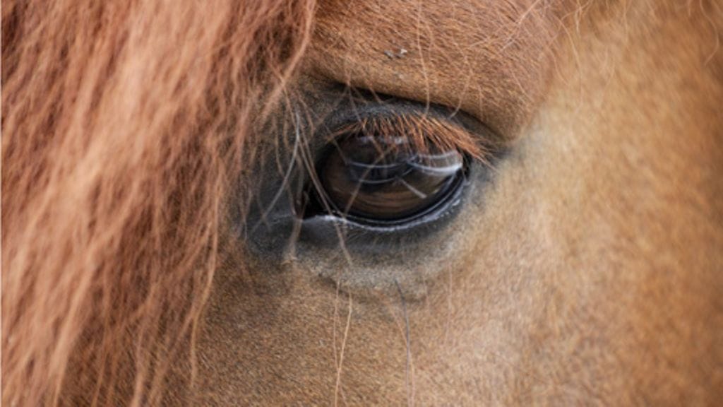 Lehtikuva/Roni Rekomaa