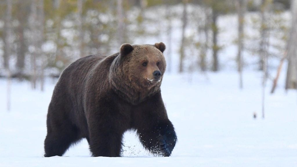 Talviunilta herännyt karhu (Ursus arctos) lumella Kuhmon rajavyöhykkeellä 7. toukokuuta 2020.