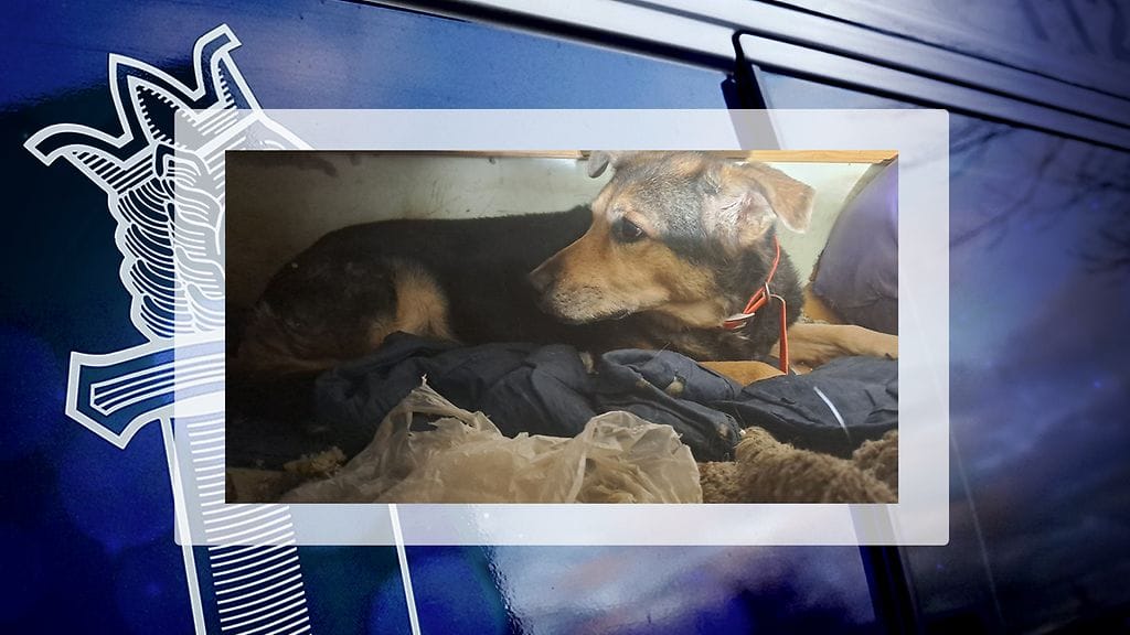 Kuva koirasta, jonka kanssa mies on mahdollisesti liikkunut viime päivinä.