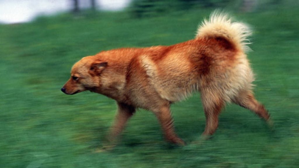 Suomenpystykorva on perinteinen metsästyskoira, jota käytetään esimerkiksi haukkuvana lintukoirana.