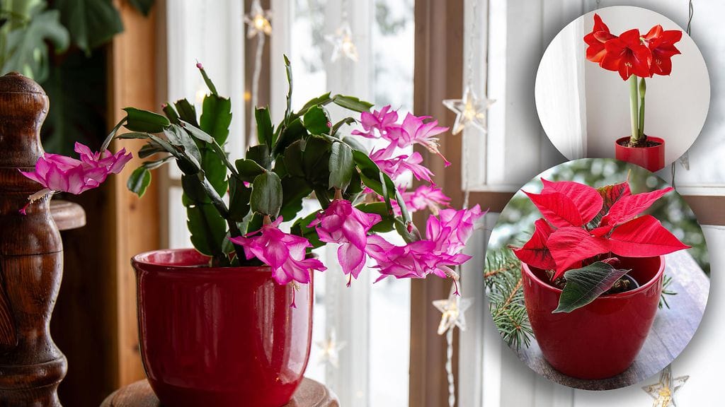 Joulukukkien menestymiseen voi omalla toiminnallaan vaikuttaa.