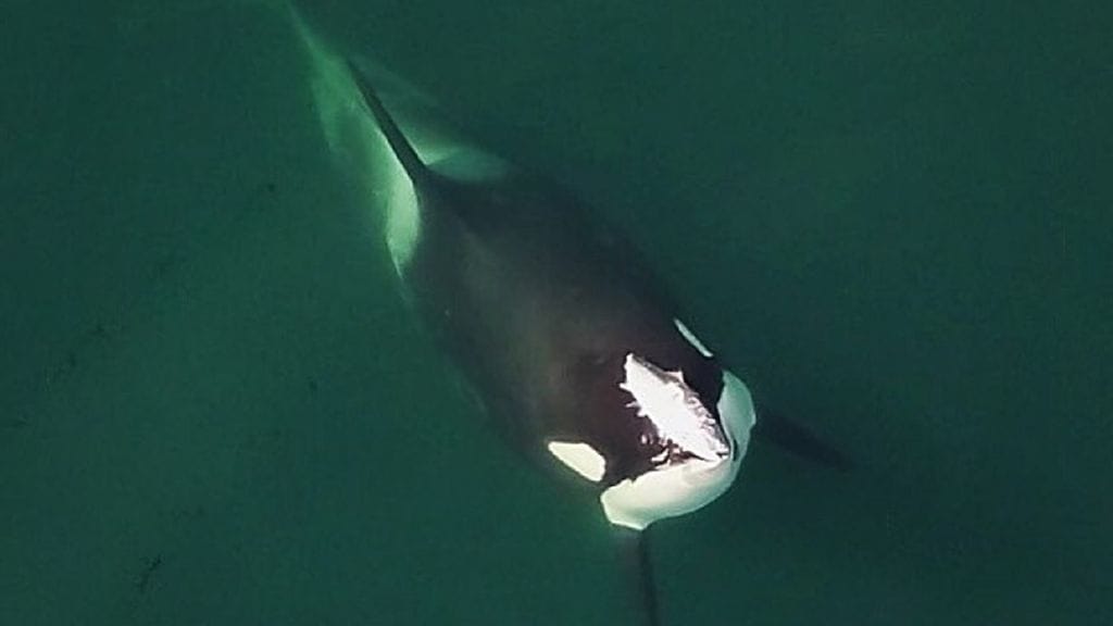 Miekkavalas A99 tai Alder kuvattiin lohi päänsä päällä Ocean Wise -merensuojeluryhmän vuonna 2019 tekemän tutkimuksen aikana.