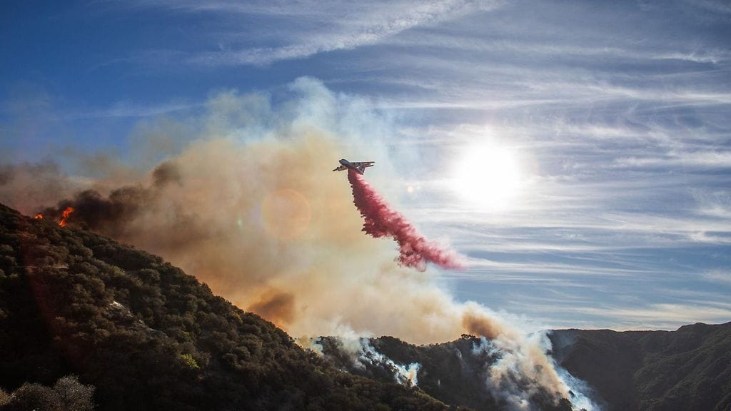 LK Kalifornia palo 11122024