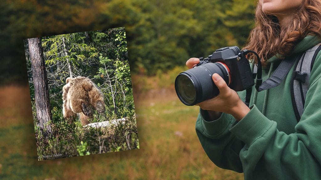 Christina Thodén kuvasi hyppäävän karhun Kuhmossa.