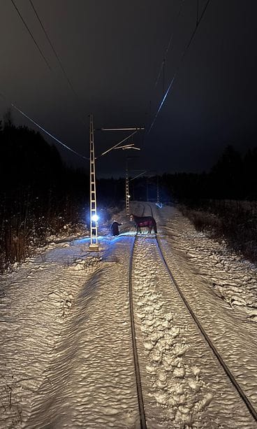 1512 hevonen junaradalla Vihti pysty