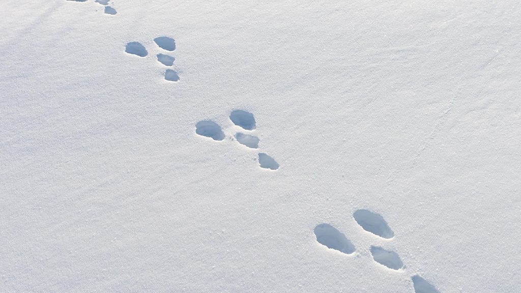 jäniksen jalanjälkiä lumessa