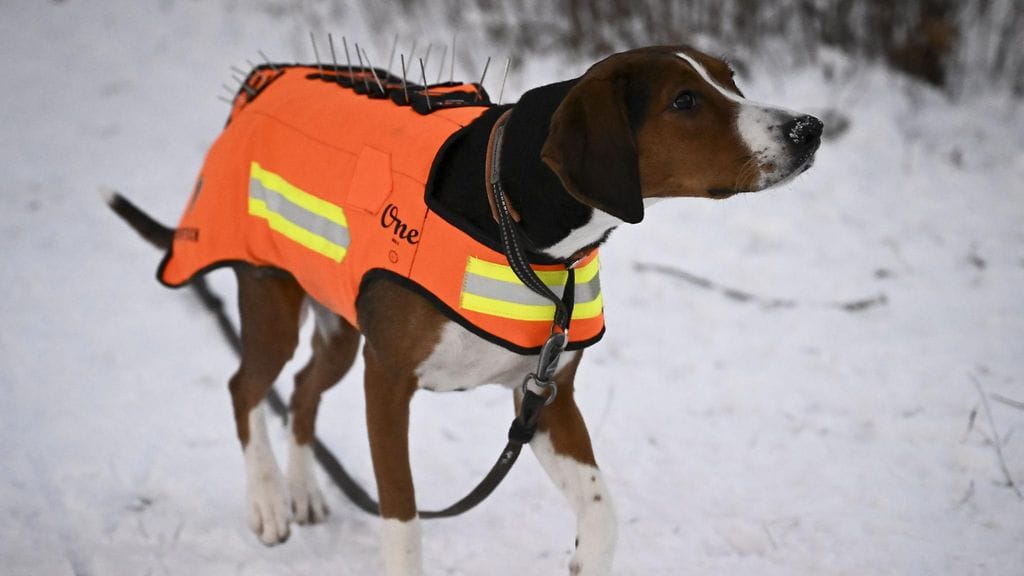 Ajokoira Frida on yksi uudenlaisen susisuojaliivin testaajista.