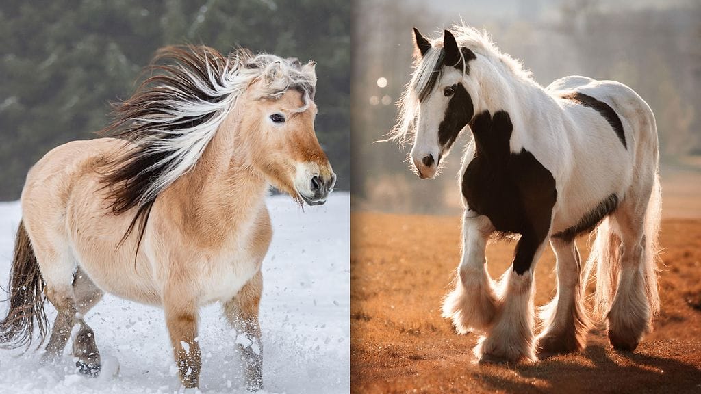 Norjanvuonohevonen ja irlannincob eli tinker