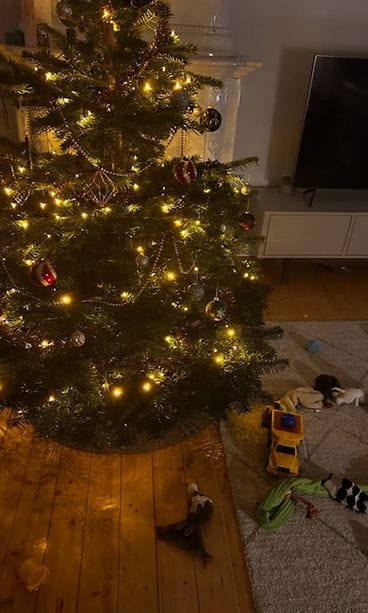 Lukijan kuva, Katajanokka, joulukuusi