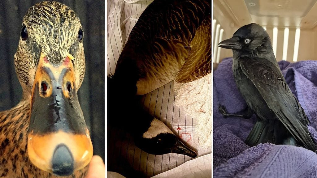 Vasemmalla sorsa, joka on törmätessään satuttanut pään lisäksi myös nokkansa. Sorsa kuoli vammoihinsa. Keskellä uudenvuodenaattona töymäysvammoihin kuollut hanhi ja oikealla aivotärähdyksen saanut naakka.