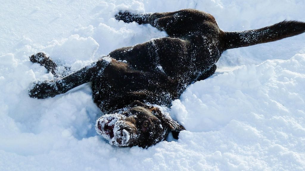 Labradorinnoutaja on ollut suomalaisten suosikkirotu jo vuodesta 2009 saakka.